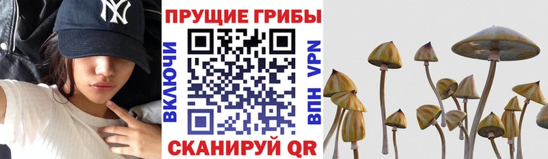 Псилоцибиновые грибы мицелий  Стародуб 